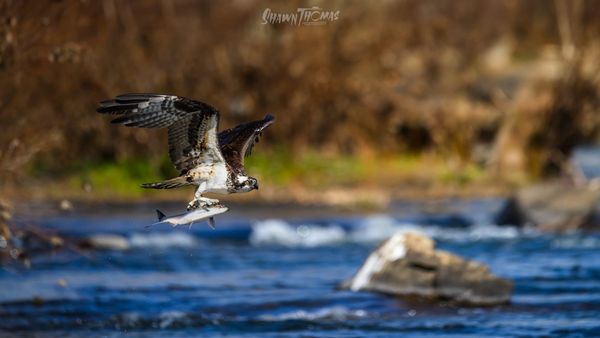 Field Review: Chasing Osprey and Eagles with the Nikon 800mm PF