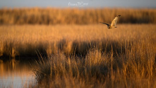 WILD: Depth