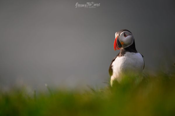 Away in Iceland