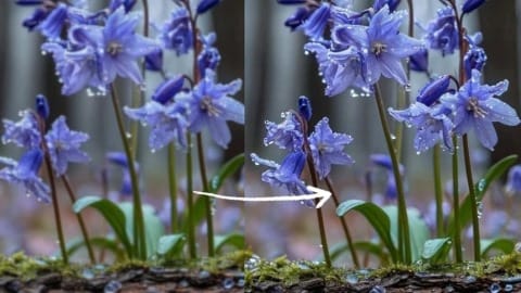 Image Upscaler Photo