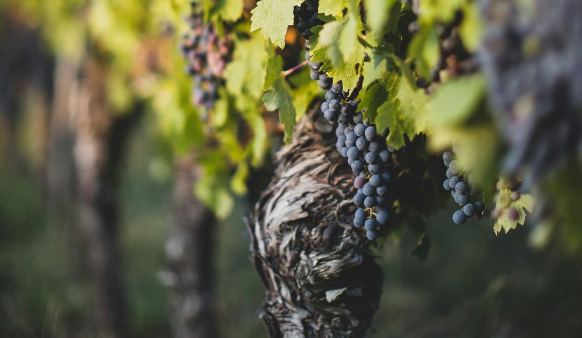 The Parable of Workers in the Vinyard