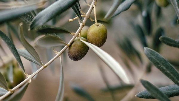 Making Israel Jealous?