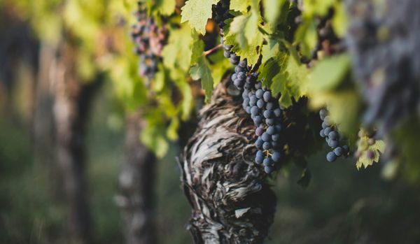 The Parable of Workers in the Vinyard