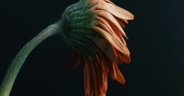 Our Sins and Offenses are Many