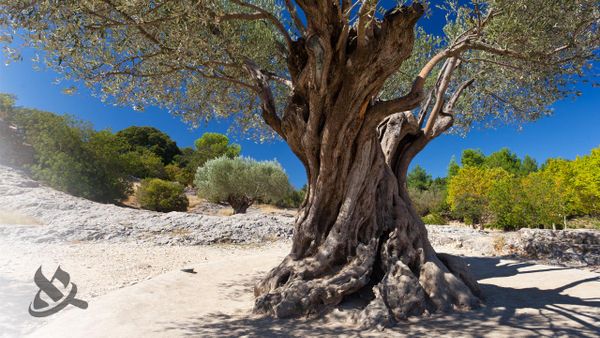 The Roots of Your Faith Go Deep