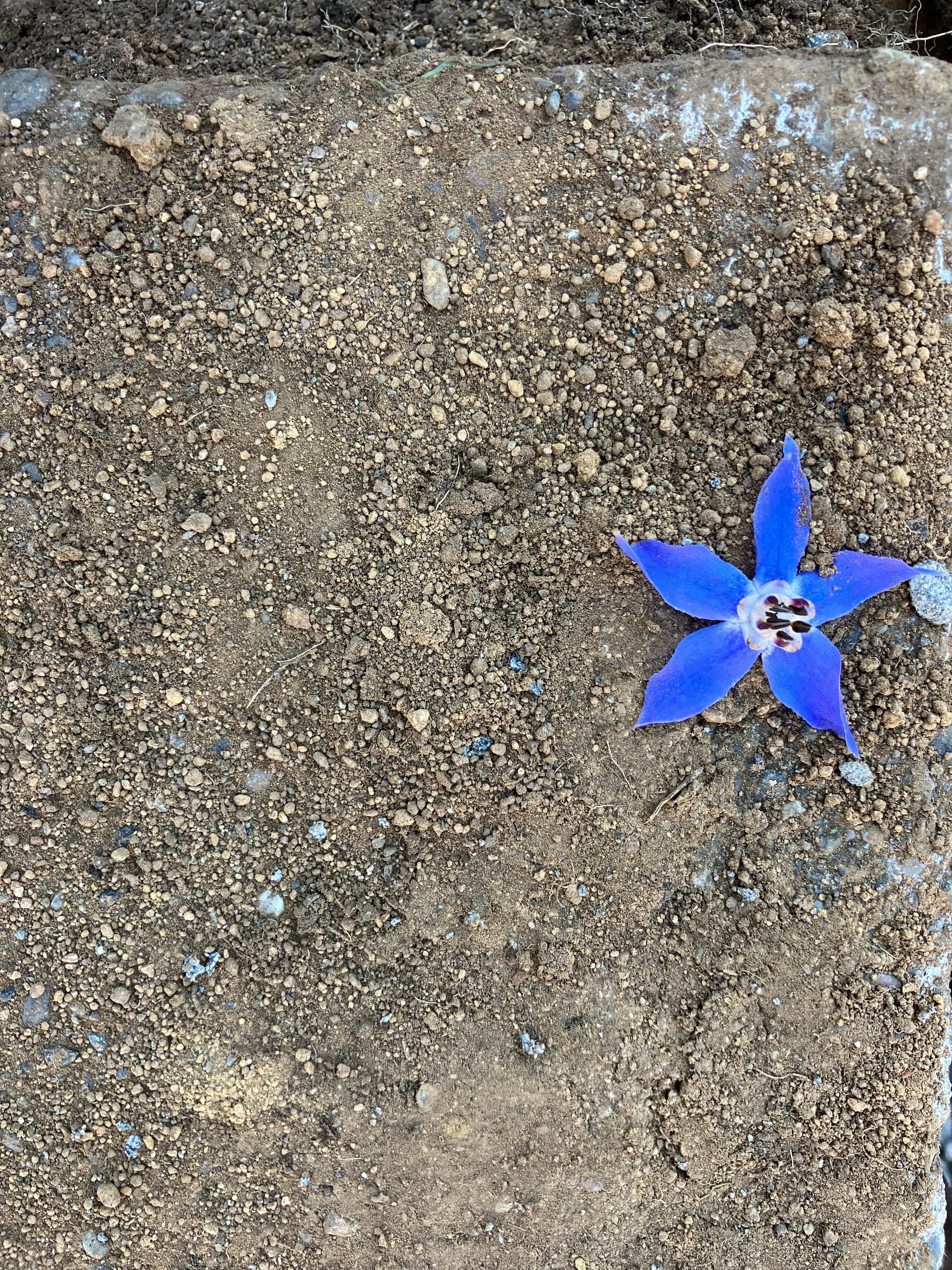 ConnectCommuneCreate