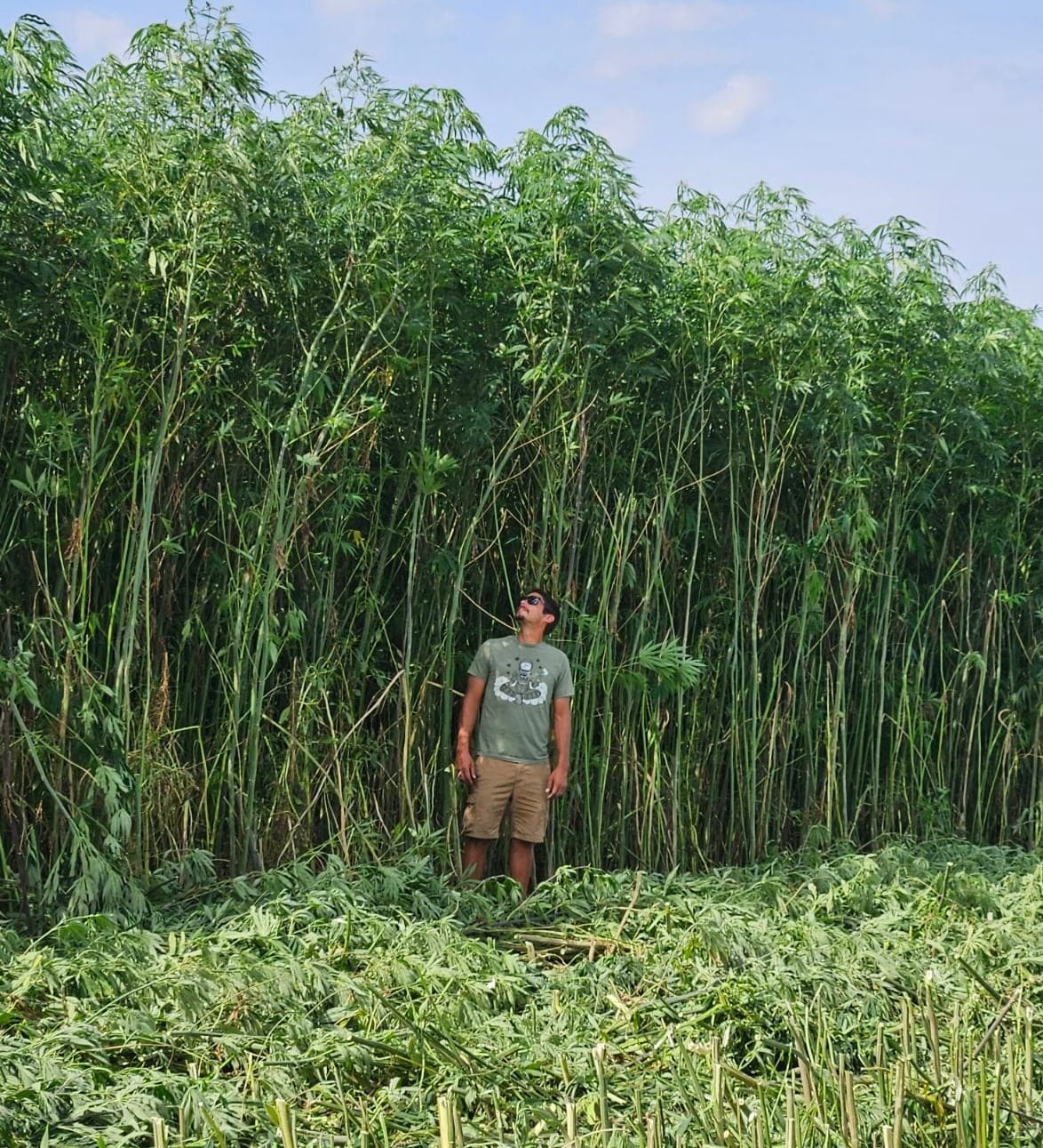 Hemp crop is shown near near Wakonda, S.D. 
