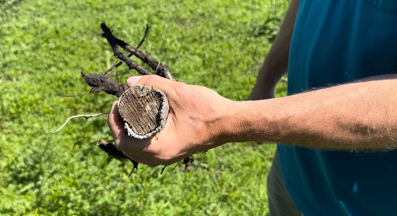 The bottom of a hemp root is shown.