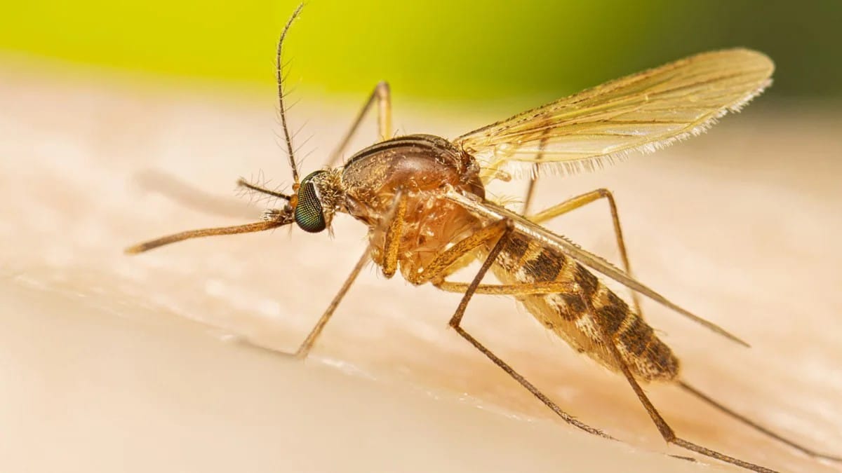 A close-up of a mosquito on human skin