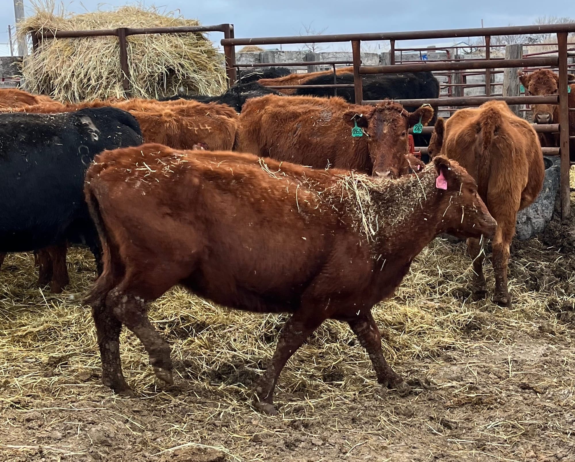 The backbone is clearly visible on this cow, seized from the ranch of Leland Pauly and Lynda Frost in March 2024. 