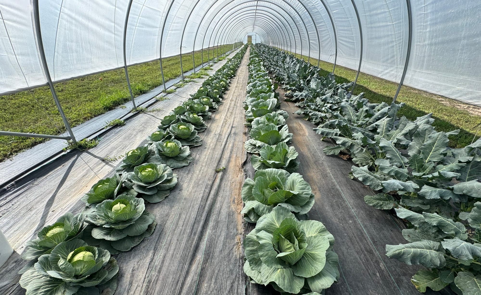 Cabbages grow within a tunnel at Cedar Creek Gardens near Okaton, S.D., shown on Sept. 22, 2025. (Photo: Bart Pfankuch / South Dakota News Watch)