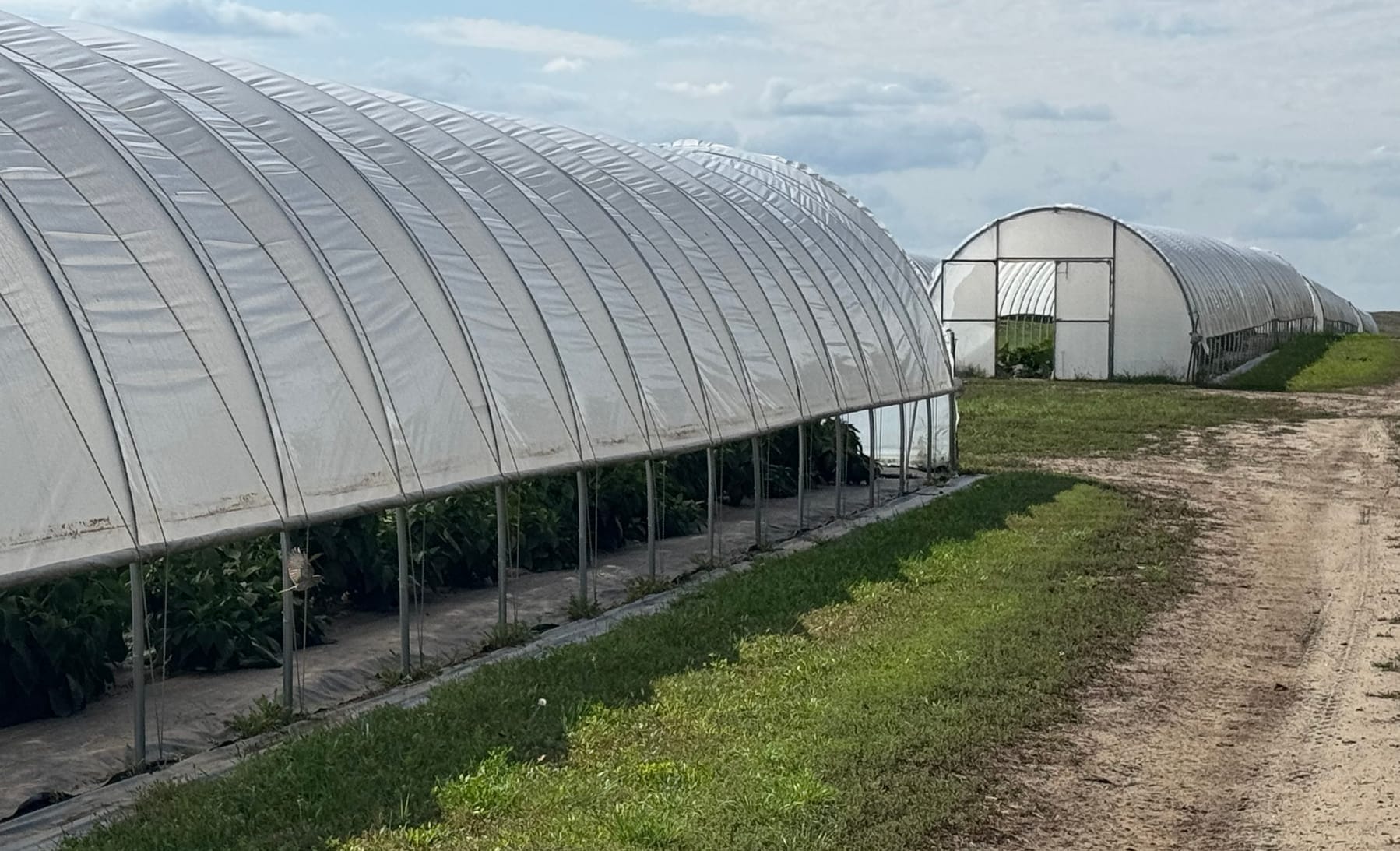 "Tunnel" installations reach up to 200 feet long at Cedar Creek Gardens near Okaton, S.D., shown on Sept. 22, 2025. (Photo: Bart Pfankuch / South Dakota News Watch)
