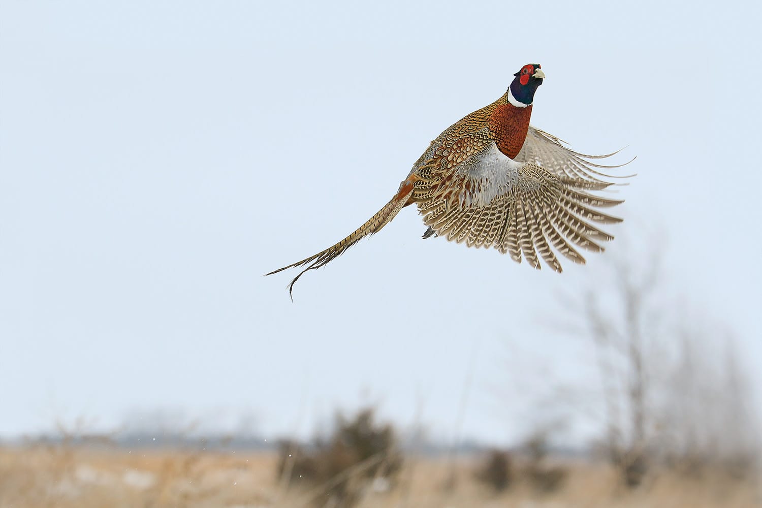 A pheasant flies through the air in South Dakota. (Photo: Dean Pearson)