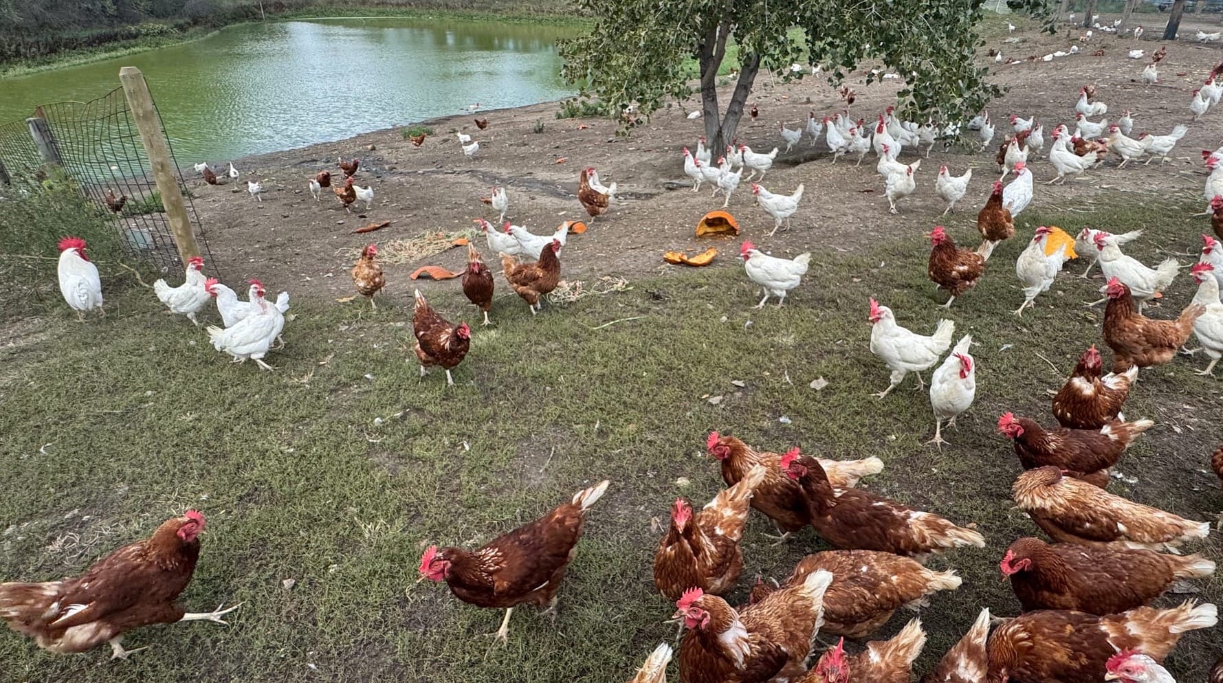 These free-range chickens were being raised in October 2025 at the Cedar Creek Gardens farm near Midland, S.D.