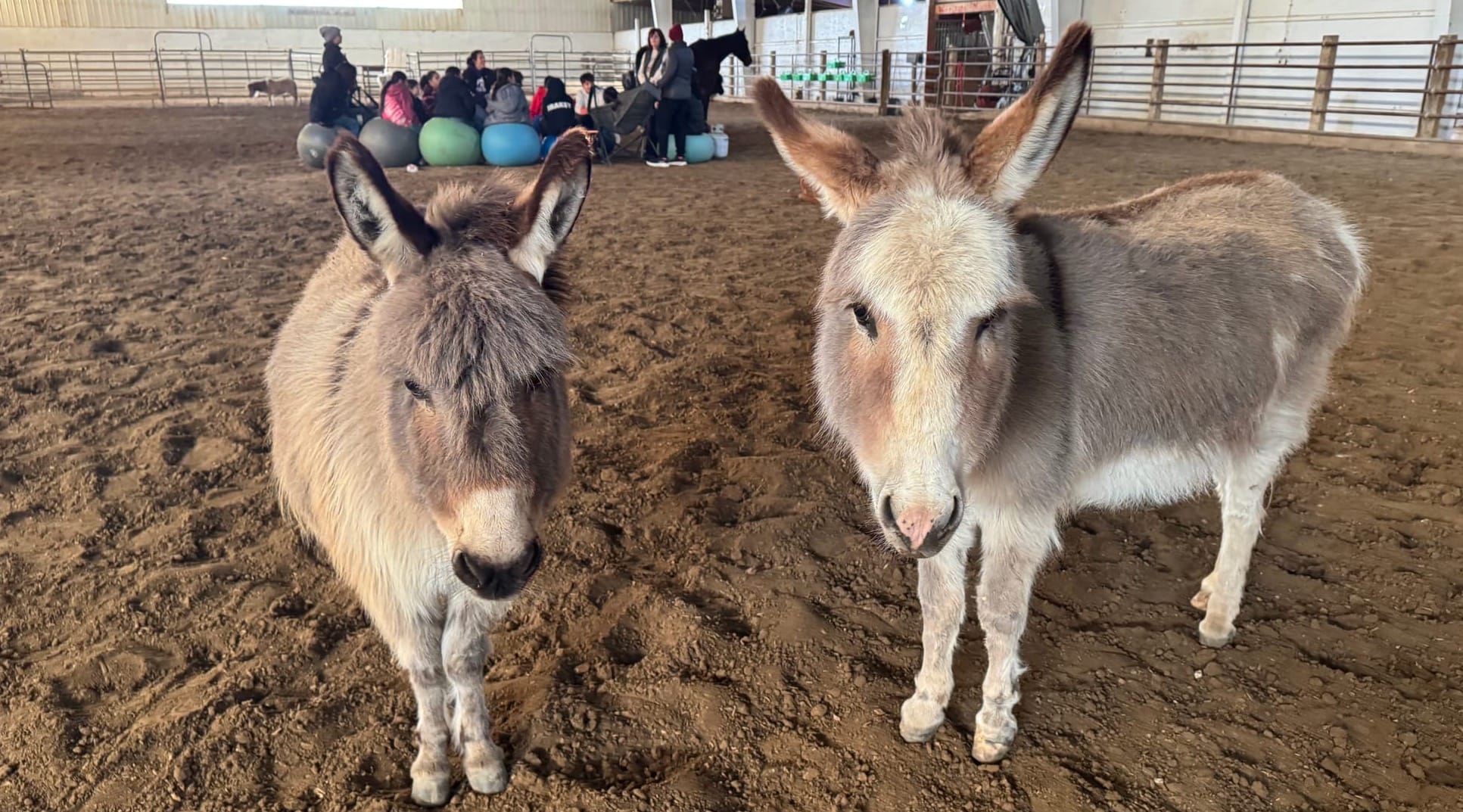 Mother-daughter mini donkeys are ready to work with clients at Red Horse Healing in Rapid Valley, S.D. on Feb. 21, 2026.
