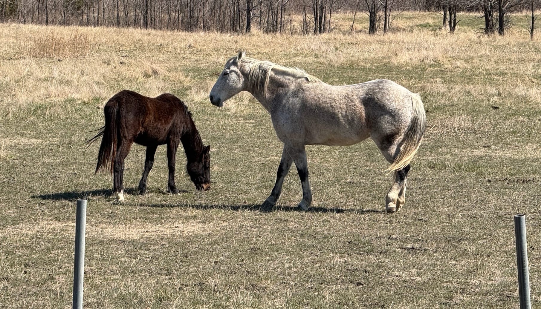 Two horses frolicked in a field on a ranch on the Lower Brule Indian Reservation