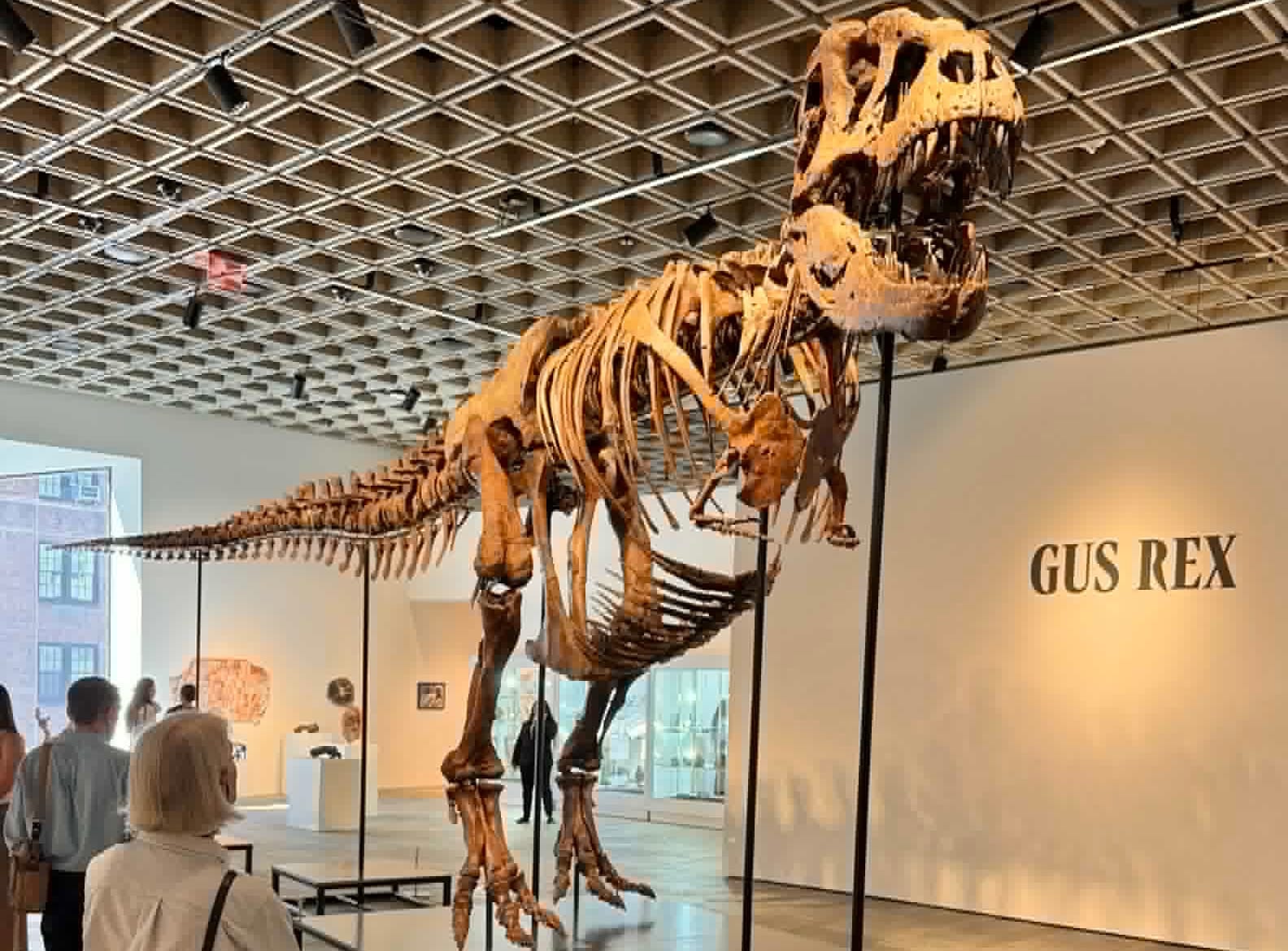 The mounted skeleton of "Gus" on display at Sotheby's in New York