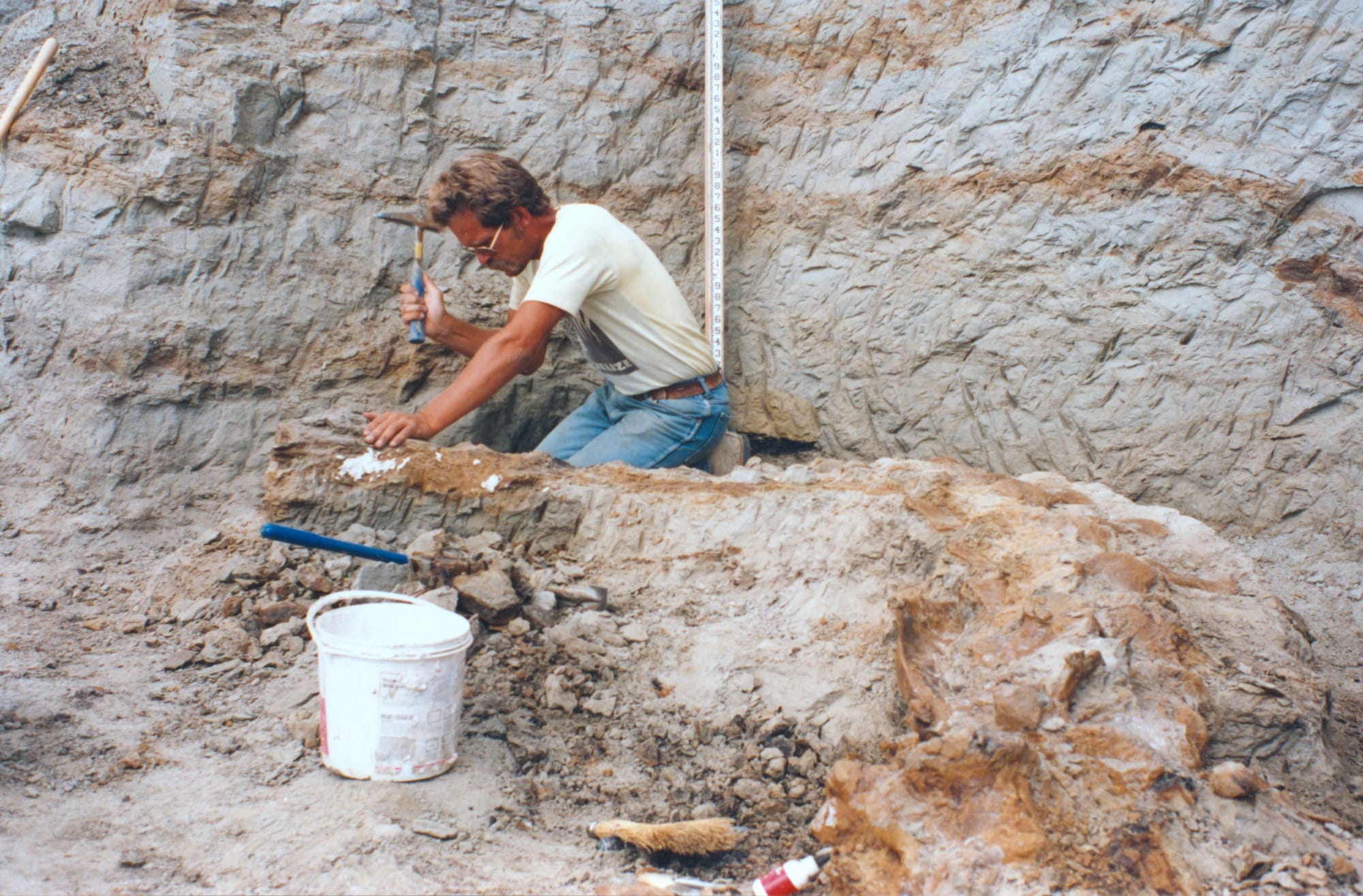 Paleontologist Peter Larson of Hill City, S.D., is shown working to extract bones from Sue the T. rex in 1990