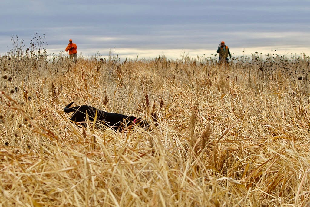 South Dakota Pheasant Season Set to Open Oct. 17