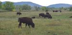 Drought and tourists reshape Custer area landscape