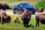 Fact brief: Does SD have the most bison in the US?