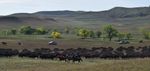 In photos: 2026 Custer State Park Buffalo Roundup