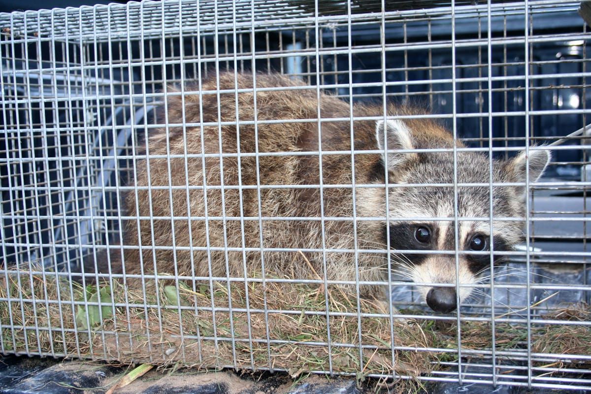 South Dakota predator bounty program to continue despite opposition