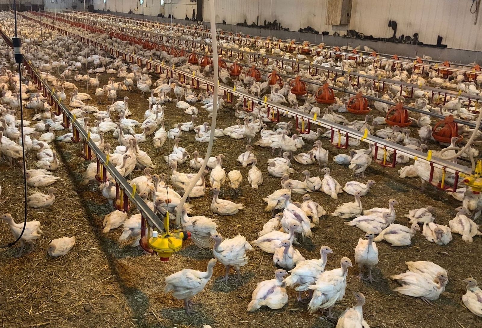Bird flu in SD: Millions of birds dead, worry shifting to humans