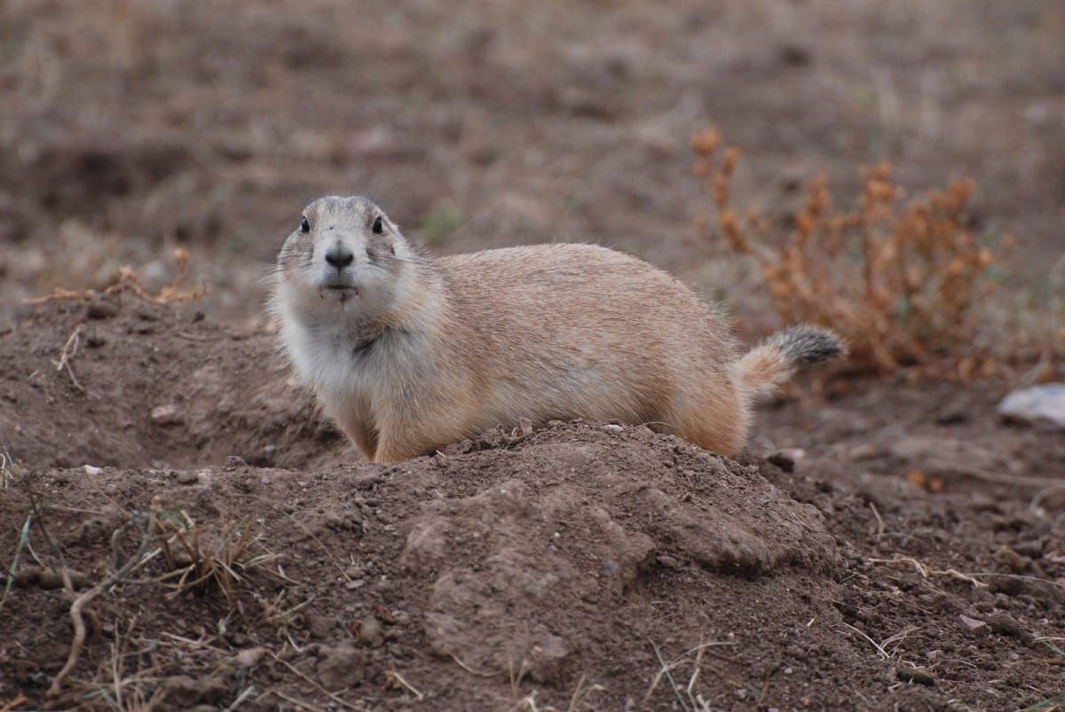 Is it legal to hunt prairie dogs in South Dakota?