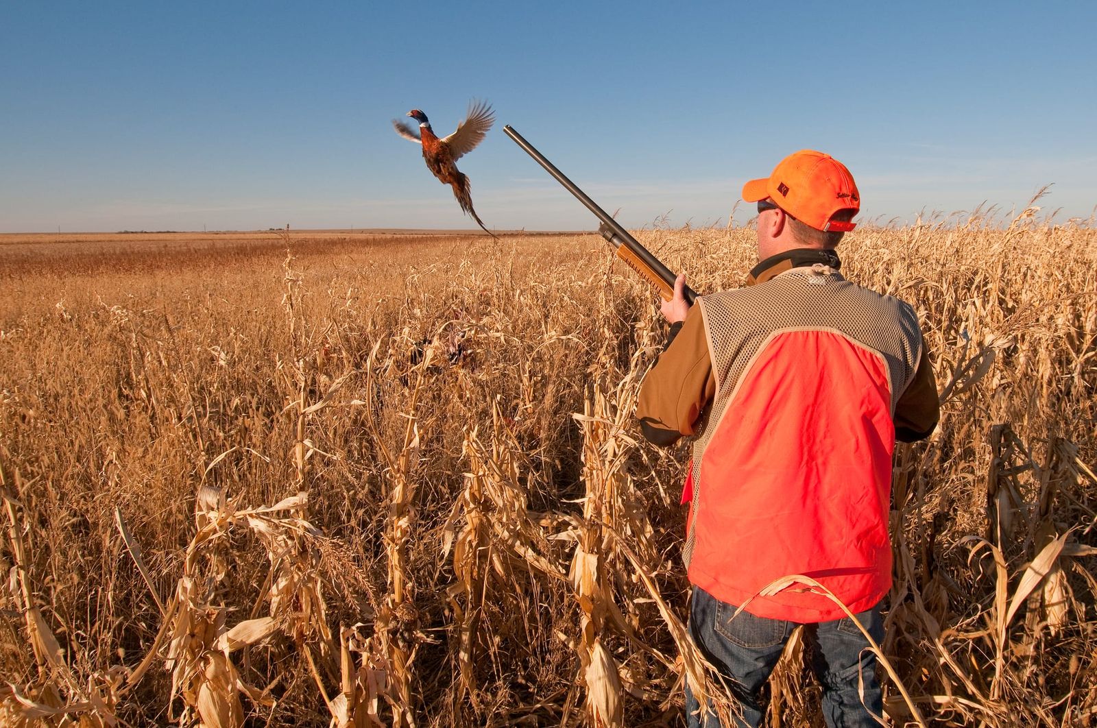 Pheasant season begins Saturday with big numbers expected