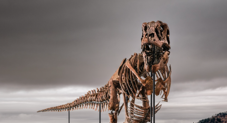 South Dakota T. rex could bring $30 million or more at auction
