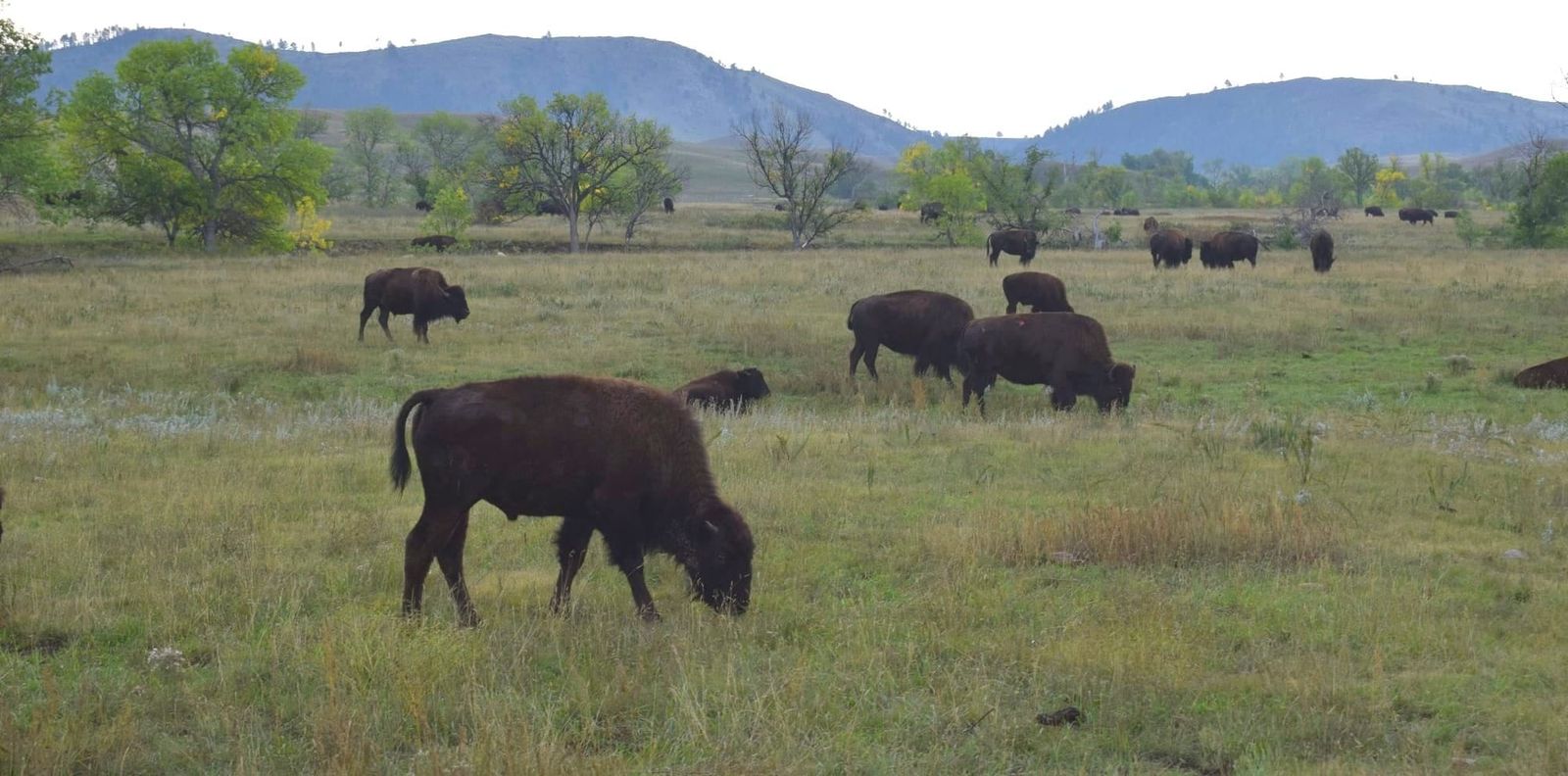 Drought and tourists reshape Custer area landscape