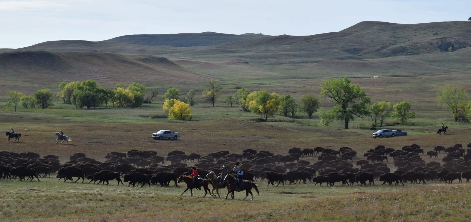 In photos: 2026 Custer State Park Buffalo Roundup
