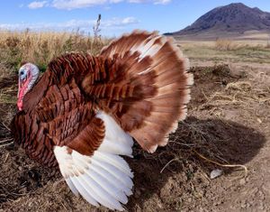 Demand remains high for 'heritage turkeys' grown in South Dakota