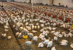 Bird flu in SD: Millions of birds dead, worry shifting to humans