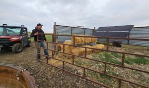 Calving goes high tech