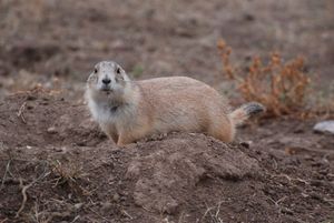 Is it legal to hunt prairie dogs in South Dakota?