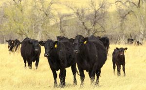 SDSU loses $86M in federal research funding