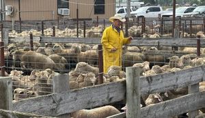 Tariffs and trade war bring volatility to SD ag industries