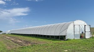 'Tunnel farming' extends growing season by 4 months