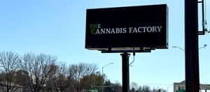 Cannabis defined: Everything to know about the plant