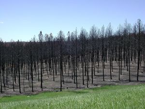 Fact brief: Has the rate of forest fires in the SD Black Hills increased?