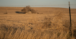 Fact brief: Did tumbleweeds first appear in the US in South Dakota?