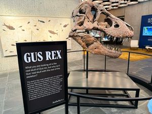 Big paydays result from $50M auction of SD T. rex skeleton