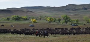 In photos: 2026 Custer State Park Buffalo Roundup