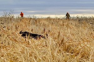 Explainer: What to know about the 2026 South Dakota pheasant hunting season