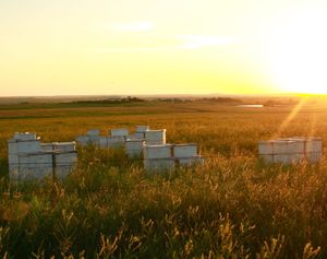 Bee colony loss at ‘unsustainable’ rate, hurting ag industry and consumers