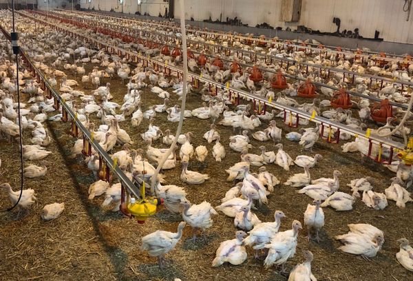 Bird flu in SD: Millions of birds dead, worry shifting to humans