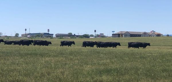 Rapid City diving into the sports complex game