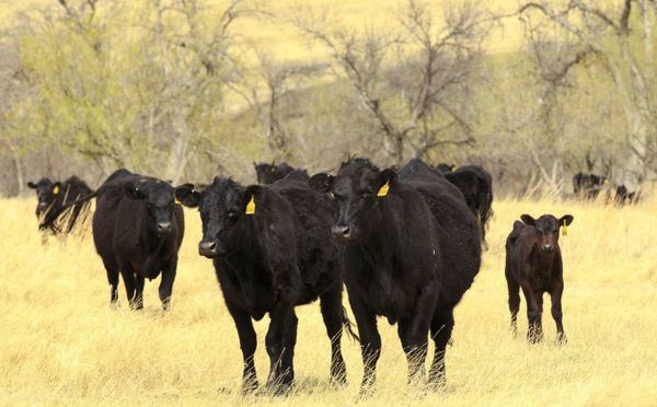 SDSU loses $86M in federal research funding